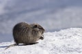 Coypu standing in the snow with food in its paws on a white-blue background Myocastor coypus